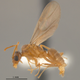 Illustration for article titled Southern United States Invaded by Hairy, Crazy Ants that Attack Electrical Systems